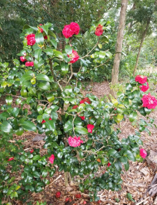 Camellia japonica '?'