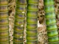 Bambusa-vulgaris-wamin