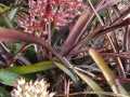 Bromeliaceae-Genus-species