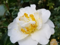 Camellia-japonica-alba_simplex