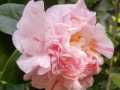 Camellia-japonica-capprici