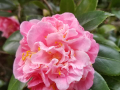Camellia-japonica-debutante