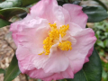 Camellia-japonica-dr_tinsley