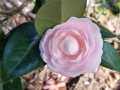 Camellia-japonica-pink_perfection