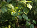 Ficus-auriculata