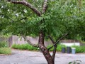 Prunus-angustifolia