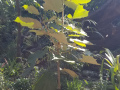 Pterospermum-acerifolium