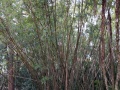 bambusa-multiplex01