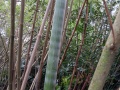 bambusa-multiplex02