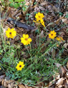 Coreopsis sp.