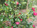 Camellia japonica '?'